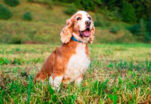 dog of the English cocker spaniel breed is sitting on the grass