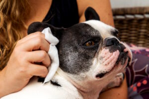 Womans-hand-cleaning-her-French-bulldog-ears