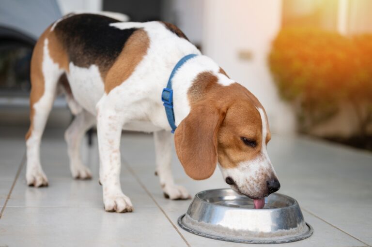 How to Get a Dog to Drink More Water: 11 Vet-Reviewed
Tips