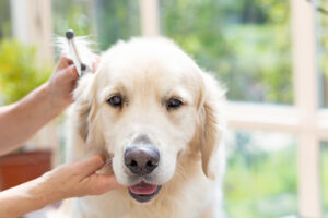 woman combing head of Golden Retriever Dog