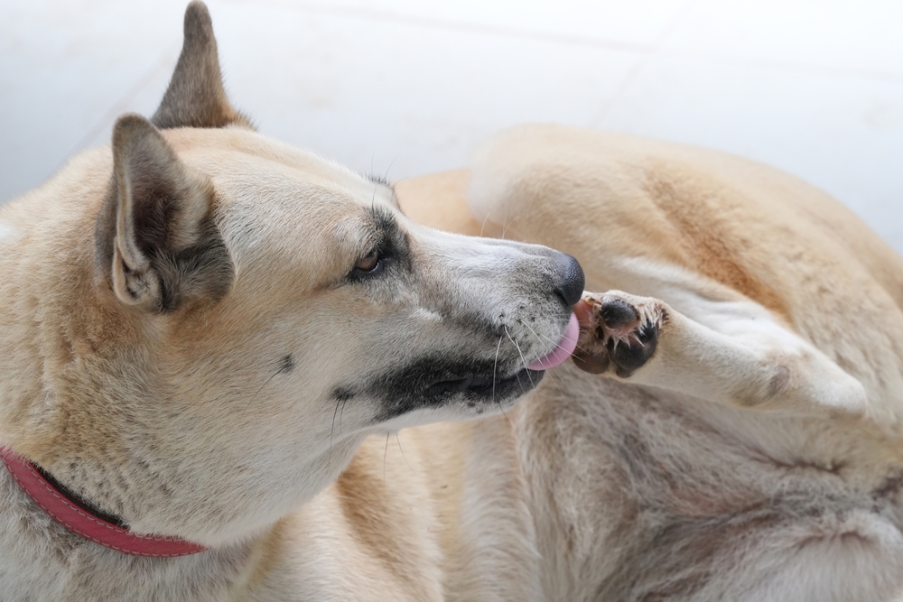 dog licking its paw