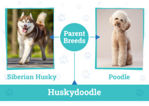 Huskydoodle (Husky &amp; Poodle Mix): Info, Pictures,
Care Guide &amp; More