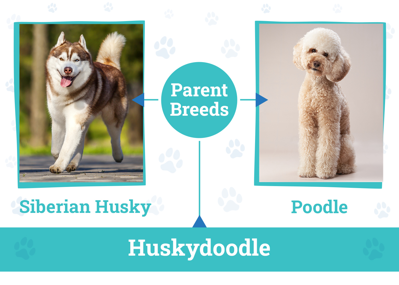 Huskydoodle (Husky &amp; Poodle Mix): Info, Pictures,
Care Guide &amp; More