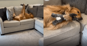 Internet Falls in Love with Golden Retriever’s Cute Toy
‘Admiration’