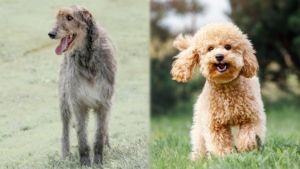 Parent Breed of Irish Wolfadoodle