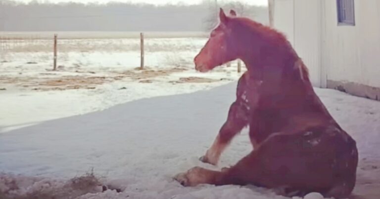 Isolated Horse That Waited A Lifetime For A Friend Finds Her
Soulmate