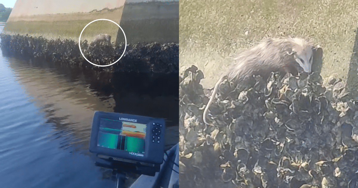 Kayaker Spots Furry Creature Clinging On for Dear Life to
Piling