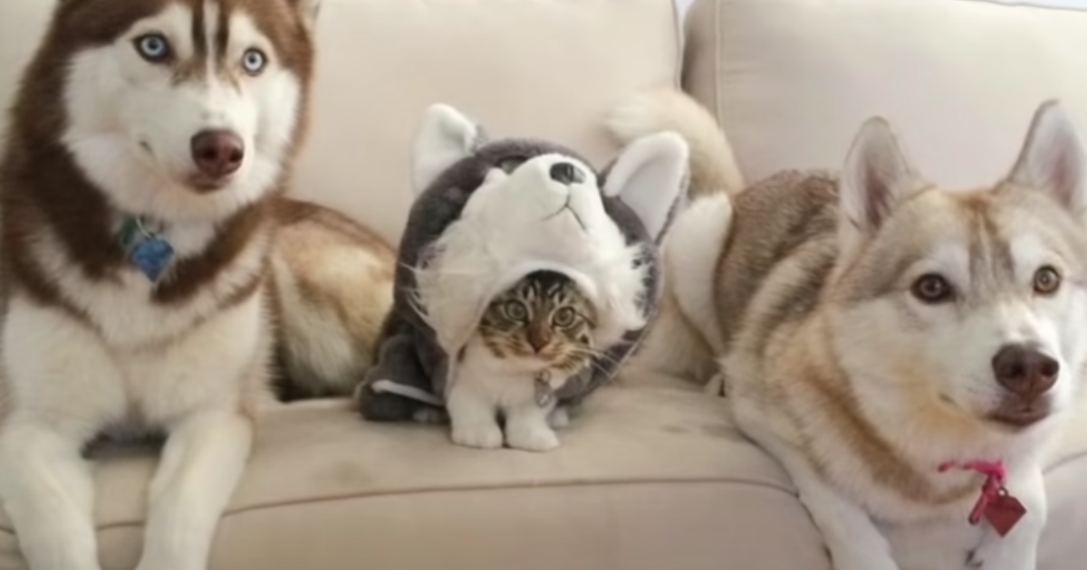 Kitten Raised by Huskies Shows Unusual Behavior That Mom
Can’t Ignore