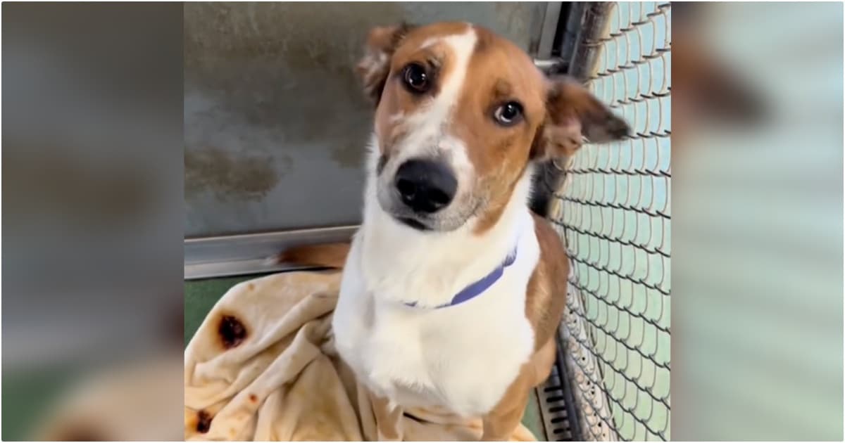 Longtime Shelter Dog Waits Like A ‘Good Boy’ For New
Family