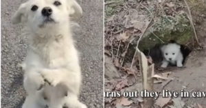 Mama Dog Blocked The Road And ‘Begs’ Food For Her Little
Puppies