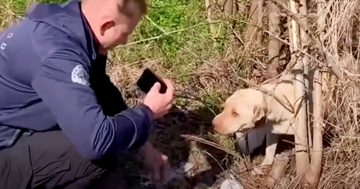 Man Finds Dog Protecting Something Stashed Behind
Her