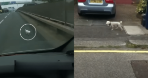 Man Jumps Into Action to Save Scared Pup on Busy
Highway