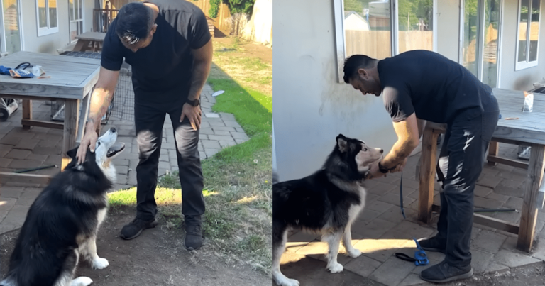 Man Rescues Husky Who Had Spent Its Entire Life Confined to
a Backyard