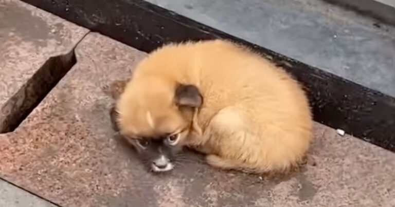 Man Stops For Puppy Dumped In Front Of Restaurant When No
One Else Would