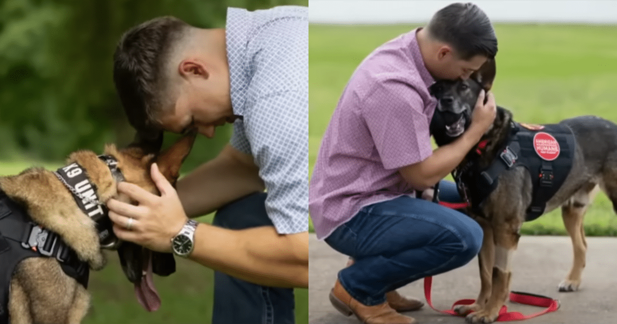 Marines Reunite with Their Beloved Service Dogs After Years
of Separation