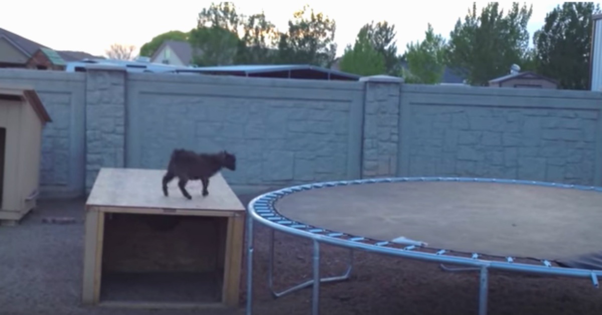 Mischievous Baby Goat Finds Trampoline, And Had The ‘Time Of
His Life’