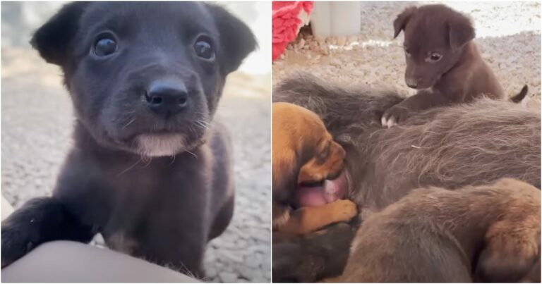 Orphaned Pup Asks A Mother Dog If She Can Be Her Baby
Too