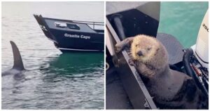 Otter Seeks Refuge On Man’s Boat As He Barely Escapes Jaws
Of Killer Whale