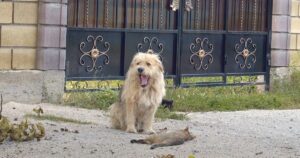 Owner Sold His House, Dumped The Dog Behind, And Oscar Sat
‘Waiting’ At The Gate