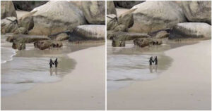 Penguin Couple Spotted ‘Romantically’ Holding Hands While
Walking Along Beach