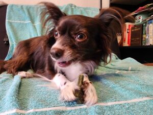 Don't get to close to my chew bone, Mom!