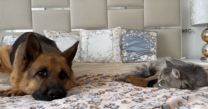 Playful German Shepherd Transforms When He Encounters
Newborn Kittens