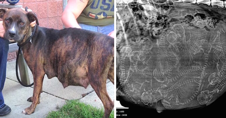 Pregnant Pit Bull ‘Refused’ To Give Birth When Foster Mom
Saw Her Ultrasound