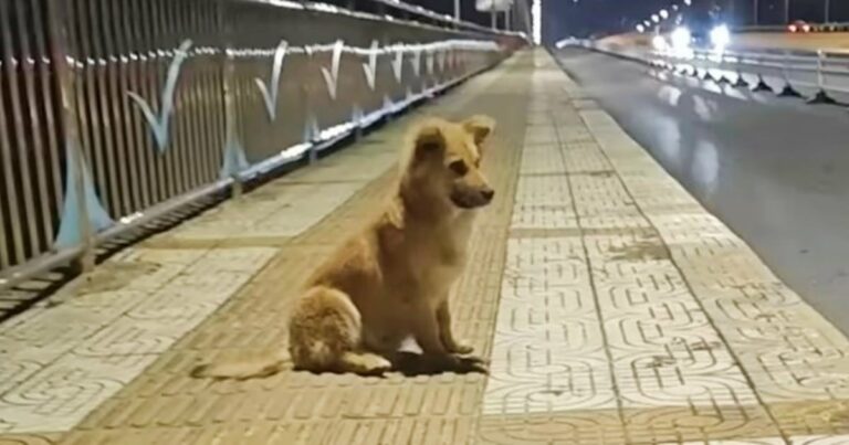 Pup Sat On Overpass Where Owner Left Him, Certain He’d
Return