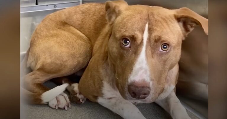 Pup Stayed As Far Away From His Family As He Could, Then
They Figured-It-Out