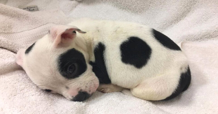 Pup ‘Thrown Out’ Because He’s Different Wanted Someone To
Love Him The Way He Is