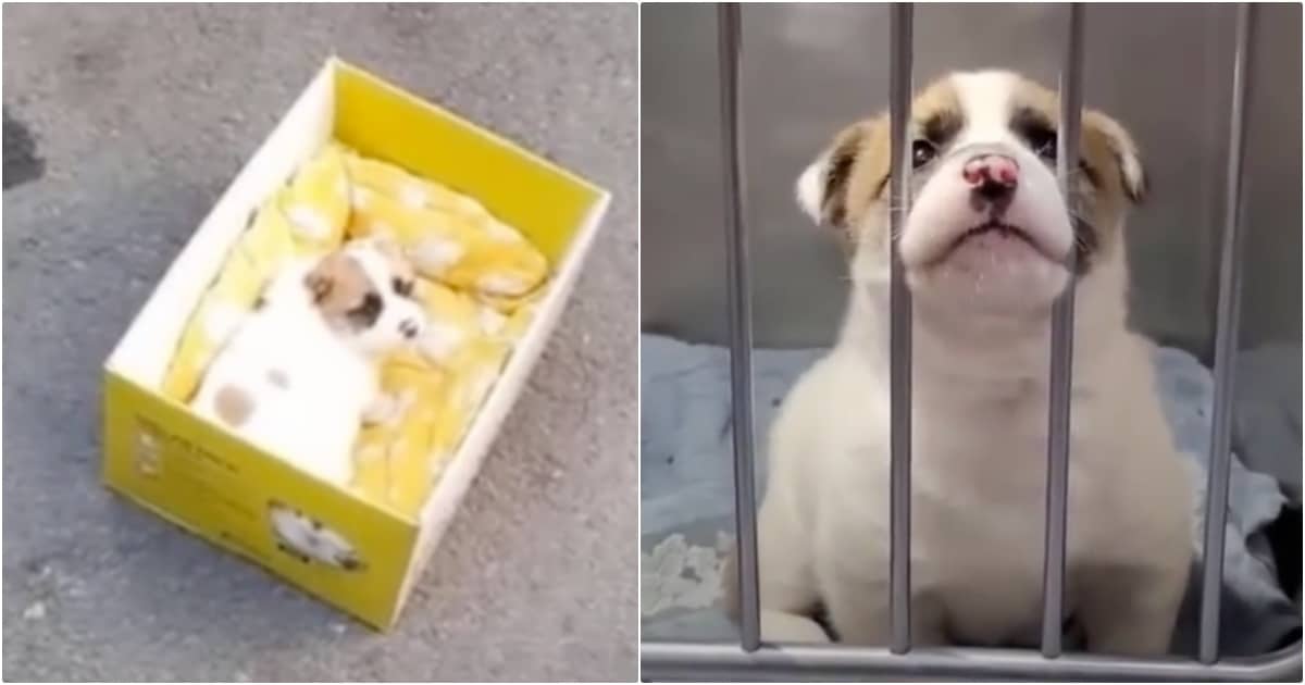 Puppy Found In Box Wonders Where Her Mom Is