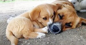 Puppy Nudges Mom To Awaken Her After Days Without
Food