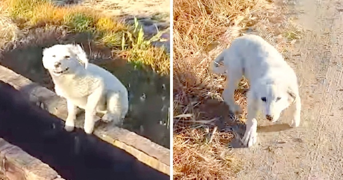 Puppy Was ‘Dumped’ By Owner In Middle Of Nowhere, Chases
Jogger And Begs To Be Rescued