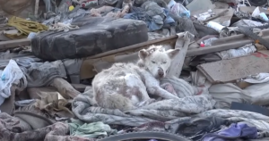 Rescued Dog from Trash Pile Becomes ‘Angel’ to Scared Pup,
‘Pays It Forward’