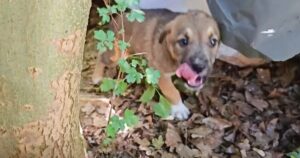 Rescuer Couldn’t Find Puppy, So She Found Him
Instead