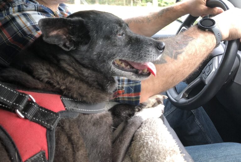 Ridin’ With the Trio: Truck Travel With Dogs