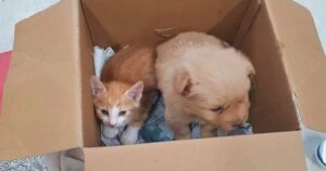 Ruthless Man Put His Puppy And Kitten In A Box And Walked
Away