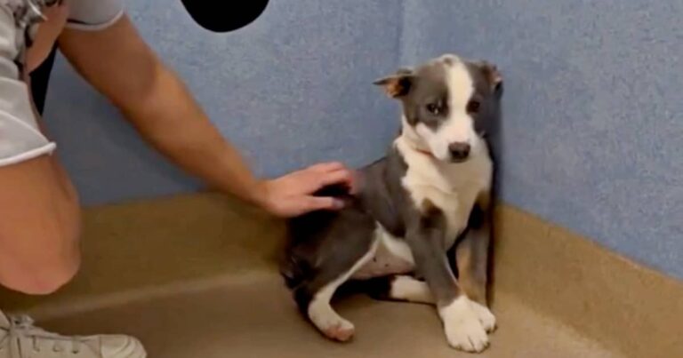 Shelter Puppy Cringed In Fear When Anyone Touched
Her