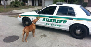 Sheriff Goes Looking For A ‘Loose’ Pit Bull, The Dog Comes
Right At His Car