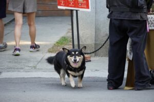 Shiba Inu Corgi Mix