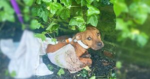 Skinny, Wounded Puppy Wrapped In A T-Shirt And Tied To A
Fence