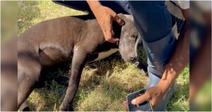 Stray Dog Follows A Little Girl Home For Days, Her Stalking
Pays Off