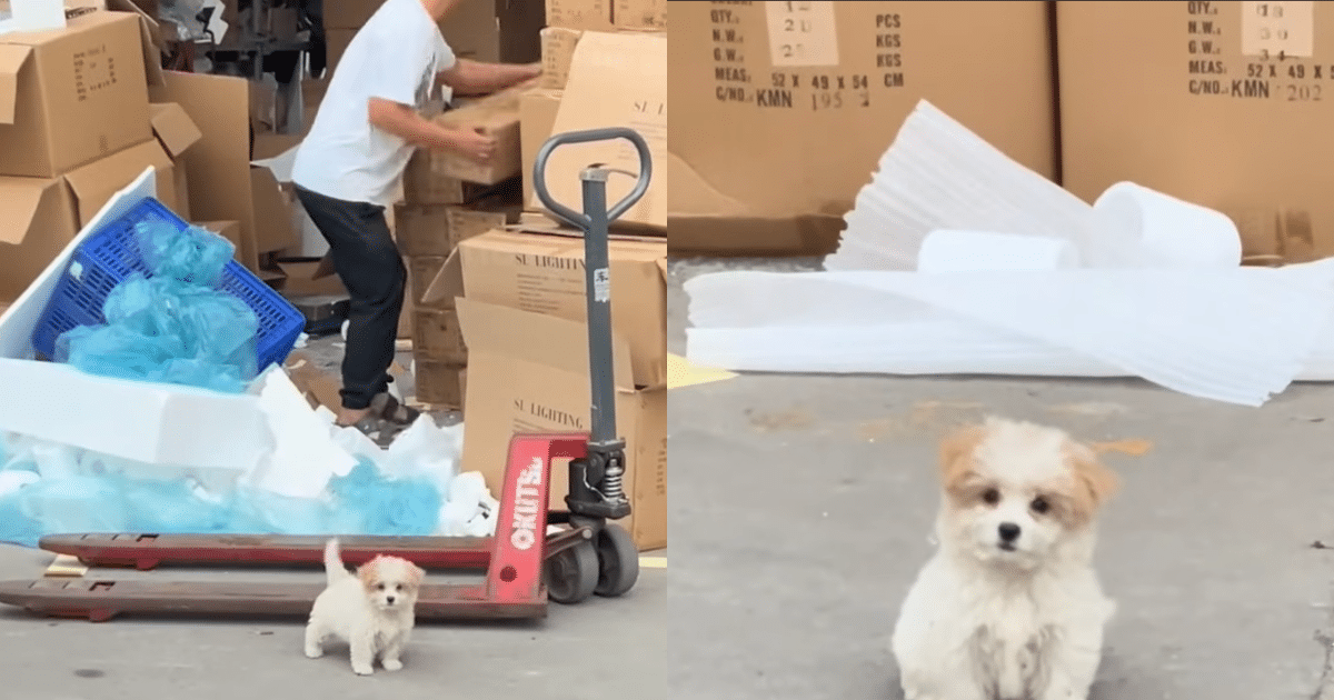 Stray Puppy’s Heartfelt ‘Wave’ to Woman Pleads for Her to
‘Pick Her’