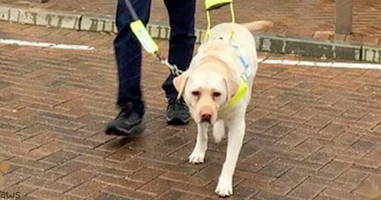 Suspecting Something Was Amiss, Man Attached Cam To Guide
Dog &amp; Went For A Walk