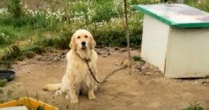 Team Swoops In, Gives Dog ‘Destined For Consumption’ To
Man