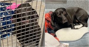 Tears When Dog Adopted After 3 Years In Shelter Is Returned
Within Hours