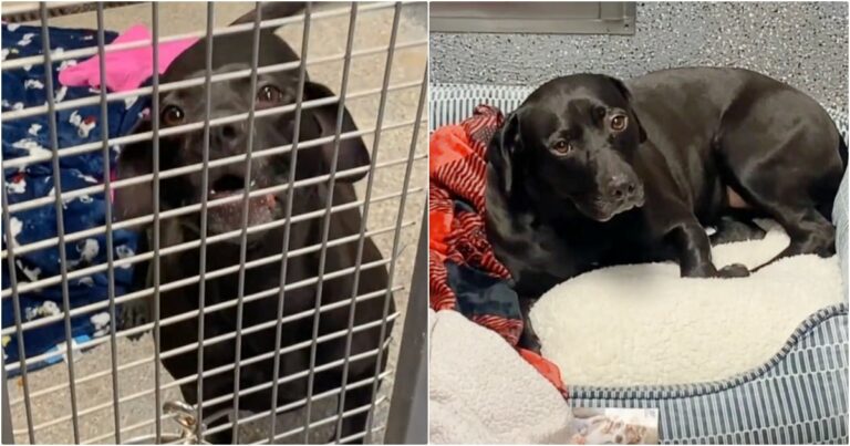 Tears When Dog Adopted After 3 Years In Shelter Is Returned
Within Hours