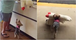 Teeny Dog Insists On Buying The Biggest Toy In The Pet
Store