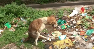 Terrified Paralyzed Dog Found in Trash with Back Legs Tied
Together