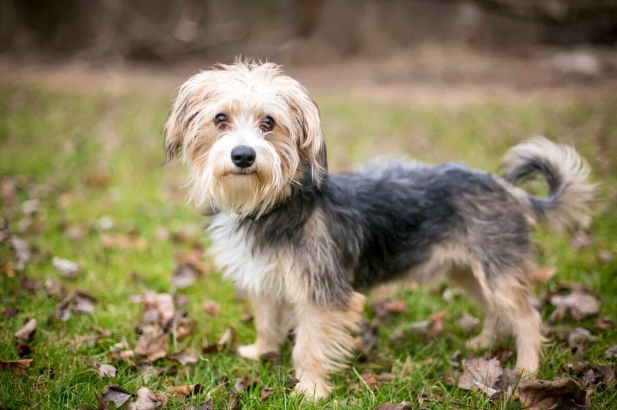 The 10 Cutest Dog Breed Mixes Ever